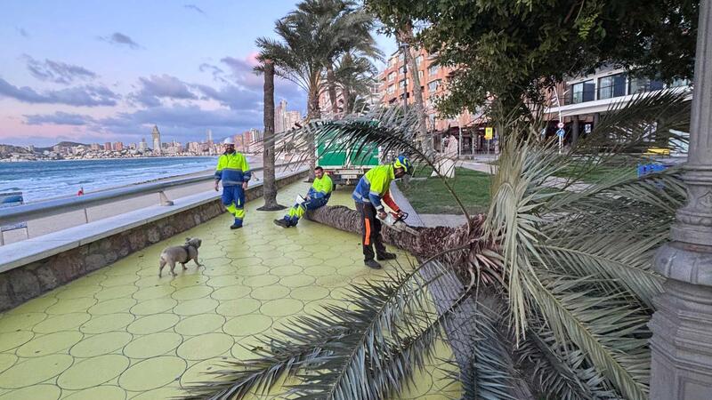 Benidorm salda sin incidentes de consideración el reciente episodio de vientos gracias al trabajo preventivo