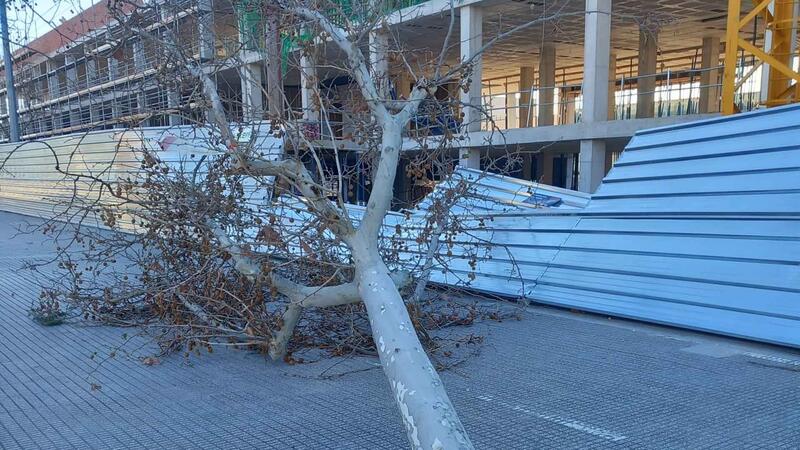 Benidorm salda sin incidentes de consideración el reciente episodio de vientos gracias al trabajo preventivo