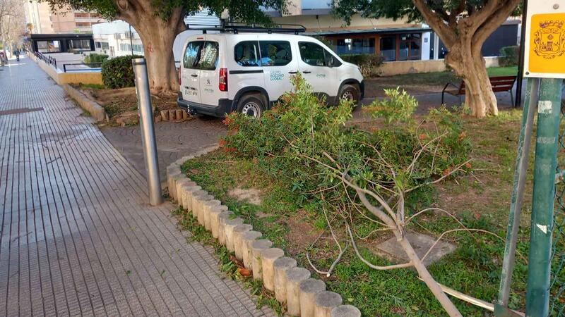 Benidorm salda sin incidentes de consideración el reciente episodio de vientos gracias al trabajo preventivo