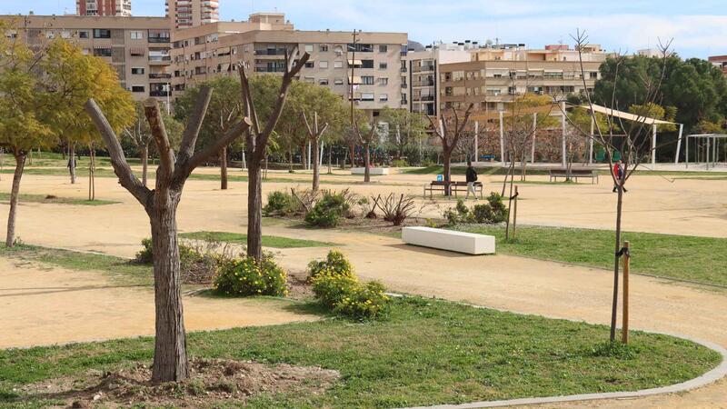 The trees transplanted from Jaime I are now in their new location in El Moralet and Foietes Park