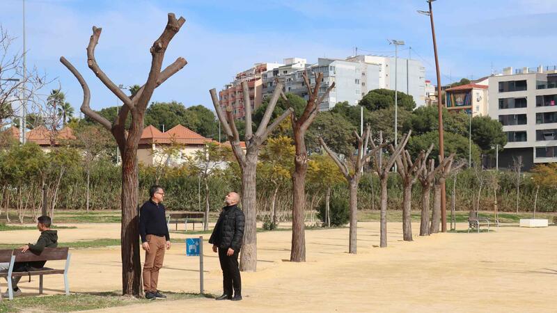 The trees transplanted from Jaime I are now in their new location in El Moralet and Foietes Park