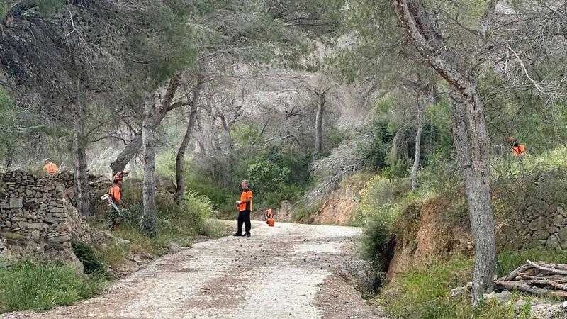  Generalitat extends the removal of dead pine trees in the Serra Gelada Natural Park to the municipality of Benidorm