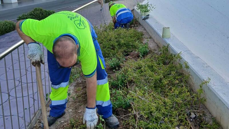 Benidorm reposa les plantes danyades en el Passeig de Ponent amb més de 3.000 nous exemplars