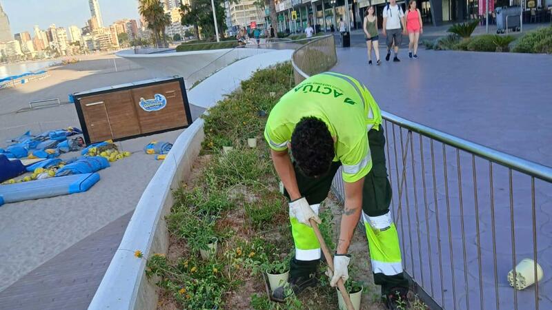 Benidorm reposa les plantes danyades en el Passeig de Ponent amb més de 3.000 nous exemplars