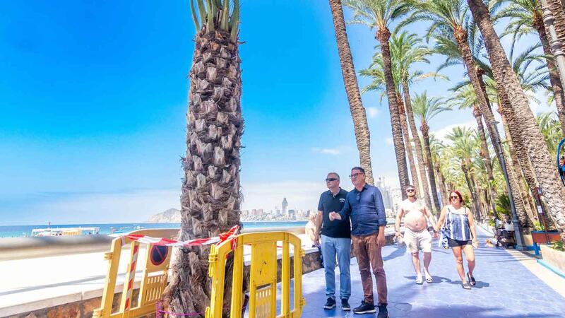 Benidorm reposa exemplars de palmeres danyades al Parc d
