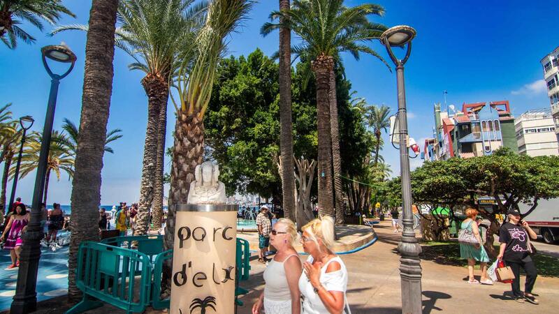 Benidorm reposa exemplars de palmeres danyades al Parc d