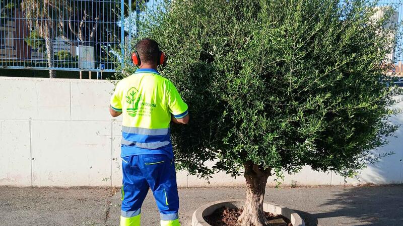 Benidorm realiza mejoras en la jardinería de 13 colegios antes del inicio del curso escolar 