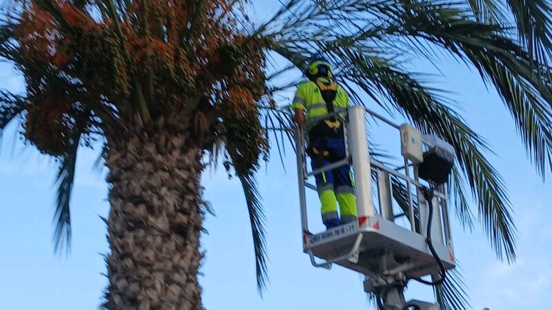Benidorm realiza mejoras en la jardinería de 13 colegios antes del inicio del curso escolar 