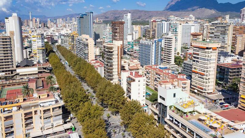 Benidorm invertirá 100.000 euros en plantar 400 árboles en el último trimestre para crear más zonas de sombra y paliar el efecto ‘isla de calor’