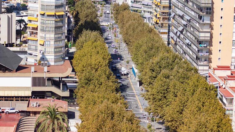 Benidorm invertirá 100.000 euros en plantar 400 árboles en el último trimestre para crear más zonas de sombra y paliar el efecto ‘isla de calor’