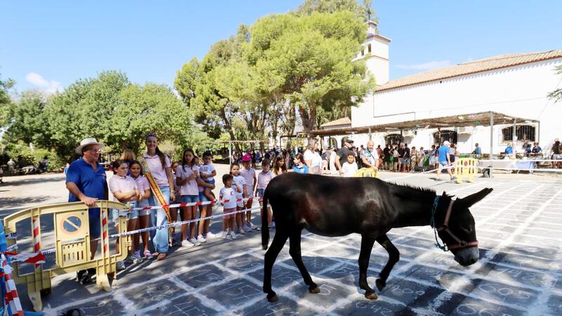La Festa de Sant Antoni festeja junto a numeroso público la ‘Cagà de la Burra’ en la Ermita de Sanç