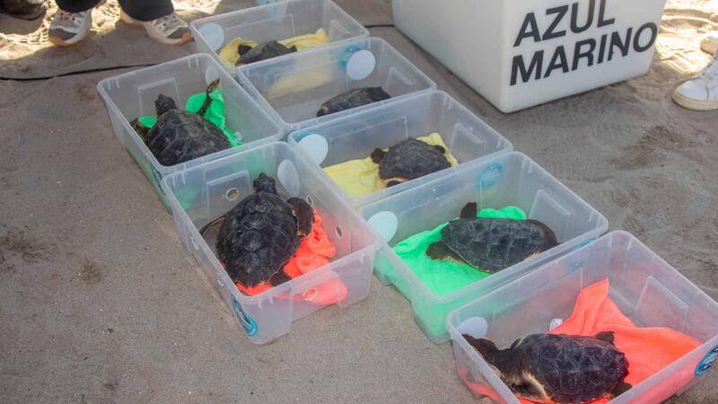 Vuelven al mar siete tortugas bobas nacidas en Benidorm el pasado verano