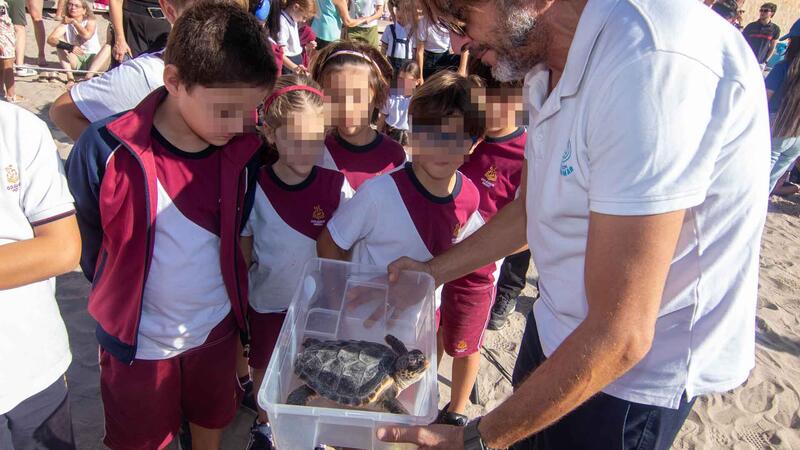 Vuelven al mar siete tortugas bobas nacidas en Benidorm el pasado verano