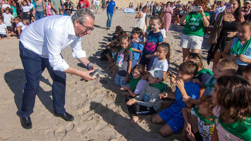 Vuelven al mar siete tortugas bobas nacidas en Benidorm el pasado verano