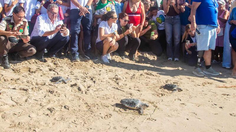 Vuelven al mar siete tortugas bobas nacidas en Benidorm el pasado verano