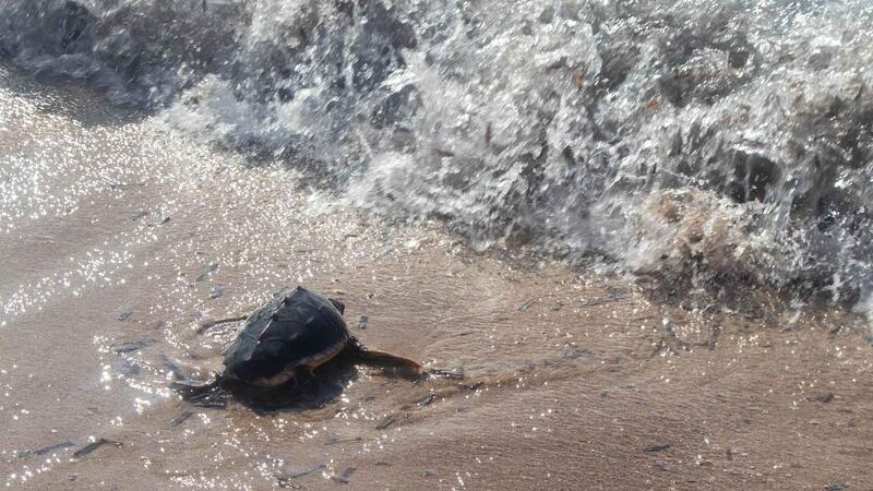 Vuelven al mar siete tortugas bobas nacidas en Benidorm el pasado verano