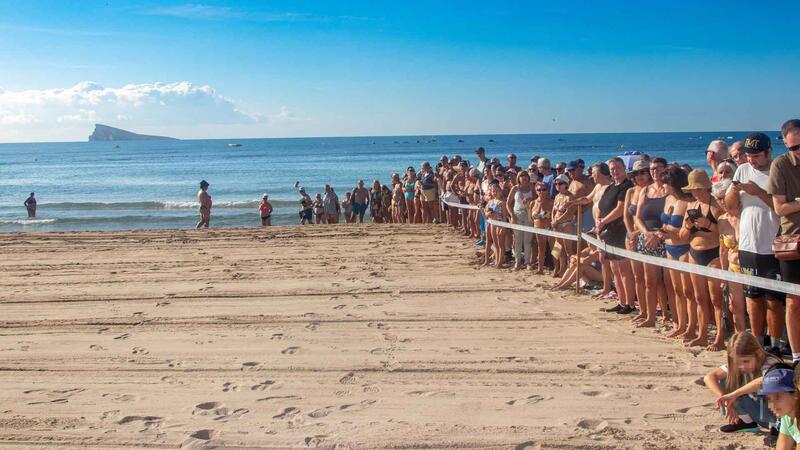 Vuelven al mar siete tortugas bobas nacidas en Benidorm el pasado verano