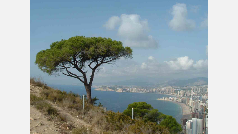 08. Árboles monumentales