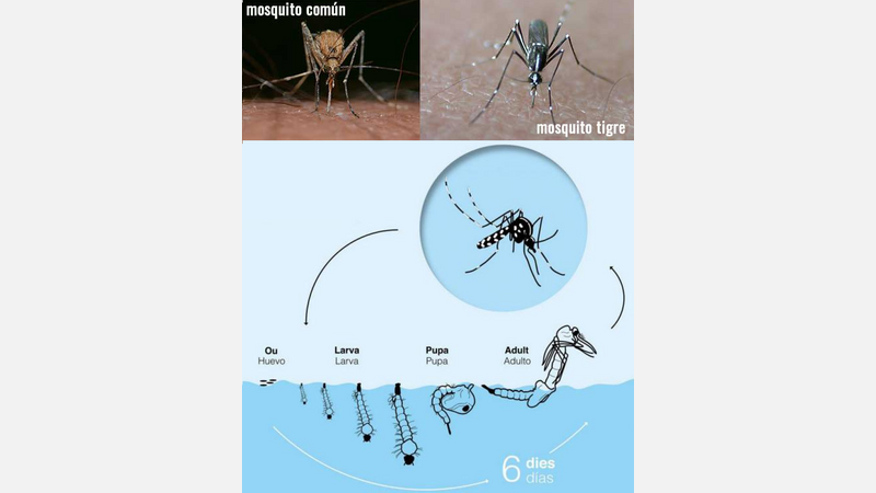 04. Mosquito tigre