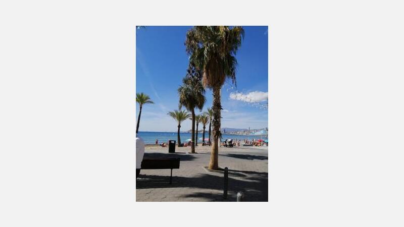 Ciudadanos denuncia la suciedad y mala imagen que ofrece la playa de Levante por el nulo cuidado de las palmeras