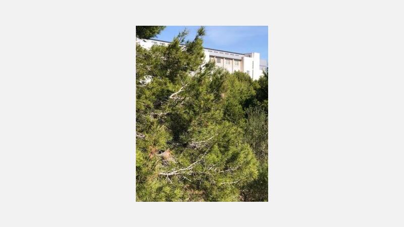 Cs pide actuar ante la presencia de orugas procesionarias en zonas verdes de Benidorm