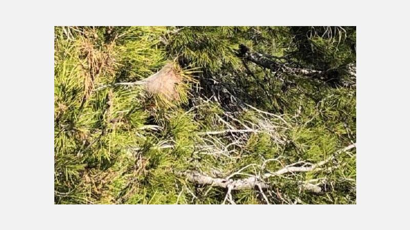 Cs pide actuar ante la presencia de orugas procesionarias en zonas verdes de Benidorm