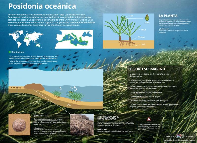Cartel informativo posidonia 