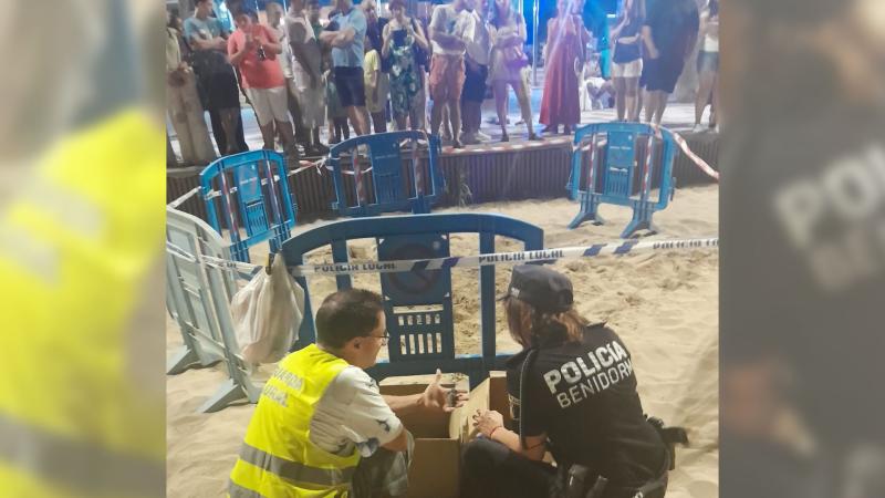 Nacen varias decenas de ejemplares de tortuga boba en la playa de Levante de Benidorm