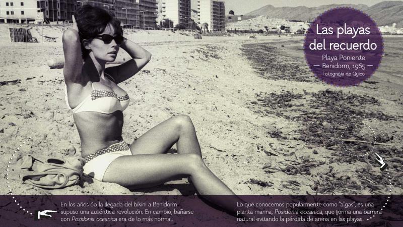 Benidorm ofrece charlas a los usuarios de las playas para concienciar sobre el valor de la posidonia Benidorm ofrece charlas a los usuarios de las playas para concienciar sobre el valor de la posidonia