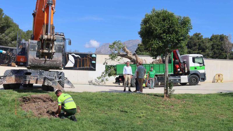 Benidorm inicia actuaciones de mejora en las zonas verdes y arbolado de la ciudad antes del nuevo contrato de parques y jardines Benidorm inicia actuaciones de mejora en las zonas verdes y arbolado de la ciudad antes del nuevo contrato de parques y jardines