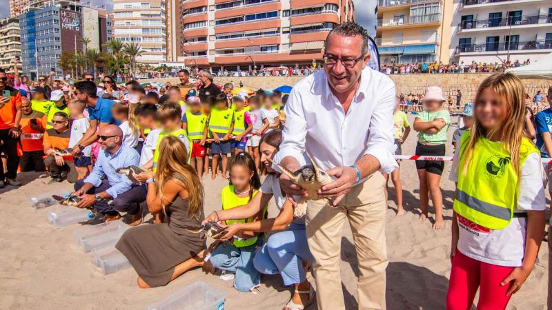 Benidorm devuelve al mar nueve ejemplares de tortuga boba que nacieron hace un año en la playa de Poniente 
