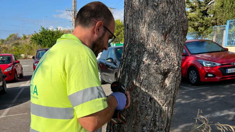 Benidorm interviene en 4.000 pinos del término municipal para evitar la proliferación de la plaga de la procesionaria el próximo año 