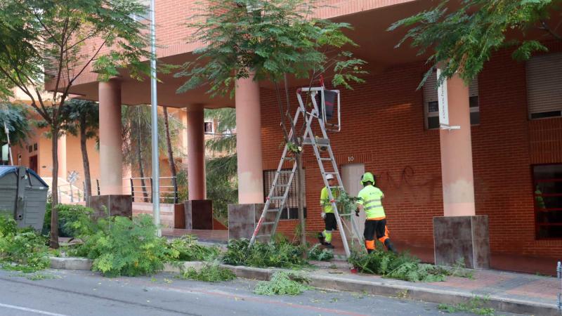 Benidorm comienza una campaña de poda de arbolado que se prolongará hasta mediados de marzo Benidorm comienza una campaña de poda de arbolado que se prolongará hasta mediados de marzo
