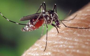 La FVMP premia con una subvención la campaña de Benidorm contra el mosquito tigre 