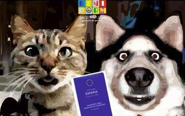 Sanidad pone en marcha la campaña de vacunación antirrábica en colaboración con las clínicas veterinarias de Benidorm