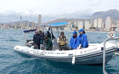 Regresa al mar tras meses de recuperación la tortuga varada en Benidorm el pasado julio