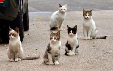Benidorm destina 20.000 euros para la campaña de esterilización de colonias urbanas de gatos 