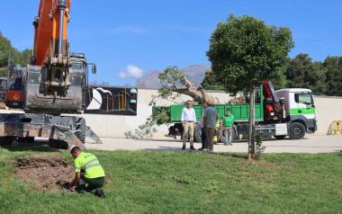 Benidorm inicia actuaciones de mejora en las zonas verdes y arbolado de la ciudad antes del nuevo contrato de parques y jardines 