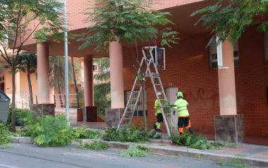Benidorm comienza una campaña de poda de arbolado que se prolongará hasta mediados de marzo 