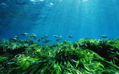 Las praderas de posidonia de Benidorm gozan de buena salud según un informe de l’Institut d’Ecologia Litoral