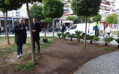 Benidorm realiza una plantación de ejemplares de cicas para proteger zonas verdes afectadas por el paso de personas