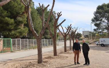 Los árboles trasplantados de Jaime I ya están en su nueva ubicación en El Moralet y el Parque de Foietes