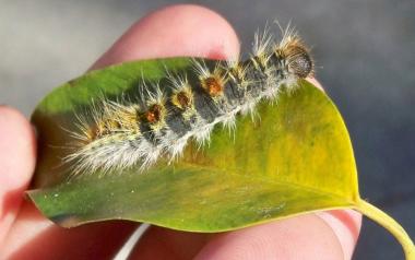 Benidorm aplica técnicas de endoterapia vegetal para atajar la procesionaria del pino en parques y jardines públicos