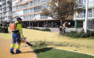 Benidorm inicia la retirada de árboles dañados y la plantación de nuevos ejemplares en la vía pública