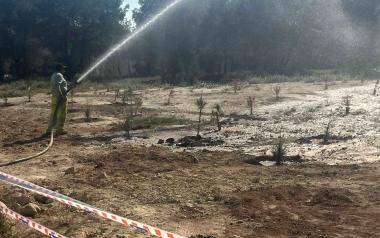 Benidorm planta 300 árboles en el entorno del aparcamiento disuasorio de la avenida Beniardá 