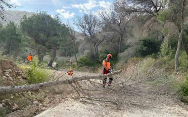 La Generalitat extiende al término municipal de Benidorm la retirada de pinos secos en el Parque Natural de Serra Gelada