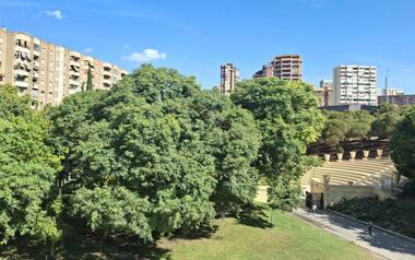 Benidorm invertirá 100.000 euros en plantar 400 árboles en el último trimestre para crear más zonas de sombra y paliar el efecto ‘isla de calor’