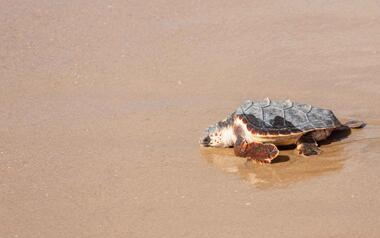Siete tortugas bobas nacidas en Benidorm el pasado verano regresan este jueves al mar
