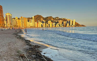 Benidorm emprende una limpieza exprés de la playa de Levante para retirar las cañas llegadas a la orilla tras la dana