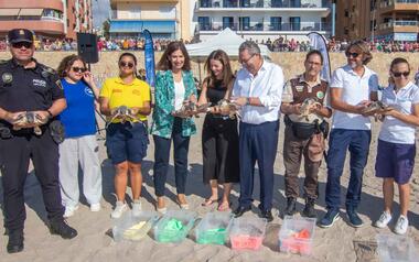 Vuelven al mar siete tortugas bobas nacidas en Benidorm el pasado verano 